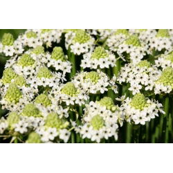 Ornithogalum saundersiae
