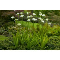 Ornithogalum saundersiae