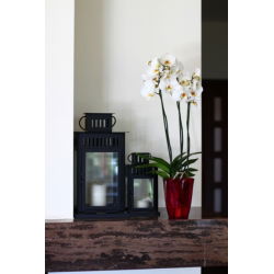 Pot de fleurs rond, haut - Lilia - 12,5 cm - Rouge transparent - 