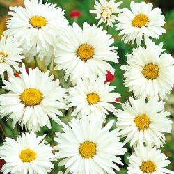 Margherita Diploide Doppio - Chrysanthemum leucanthemum - Bagliore a lunga durata, adatto agli impollinatori - Semi Freschi