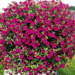Viola petunia - 800 semien - Petunia violacea  - semená