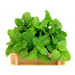 Okrugli list od metvice - 1200 sjemenki - Mentha rotundifolia - sjemenke