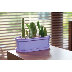 Cactus maceta 24.5 cm - rojo cereza - 