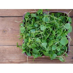 Cải xoong - 400 hạt - Nasturtium officinale W. T. Aiton