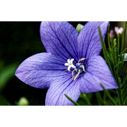 Platykodon velkokvětý - modrý - Platycodon grandiflorus - Okouzlující modré květy, pevné a kompaktní - Čerstvá semena