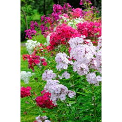 Flox de otoño, flox de jardín, flox perenne, flox de verano - 100 semillas - Phlox paniculata