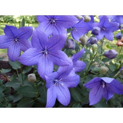 Platykodon velkokvětý - modrý - Platycodon grandiflorus - Okouzlující modré květy, pevné a kompaktní - Čerstvá semena