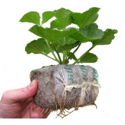 Utvidbar gryte - GrowBlock - 100 x 100 mm - 