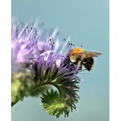 Vanlig honningurt - 30 gram - 30000 frø - Phacelia tanacetifolia