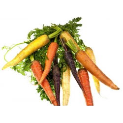 Porkkana - monipuoliset juuret - Daucus carota - siemenet