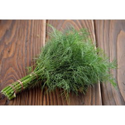 Endro - BIO - Anethum graveolens L. - sementes