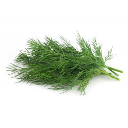 Dill - Kronos - Doftande grödor mitt i säsongen med pålitliga skördar - Färska frön
