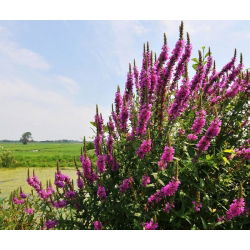 Salcerella purpurea, salcerella, lythrum viola - 6900 semi - 