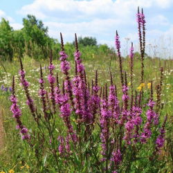 Salcerella purpurea, salcerella, lythrum viola - 6900 semi - 