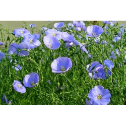 Flerårig lin, blå lin, lint - 700 frø - Linum perenne