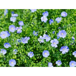 Flerårig lin, blå lin, lint - 700 frø - Linum perenne