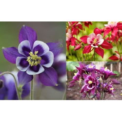 Columbine "Biedermeier", Granny's bonnet - 210 frø - Aquilegia x hybrida