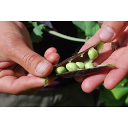 Pisello - Desiree - Pisum sativum - semi