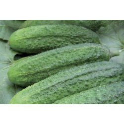 Cucumber - Partner F1 - Disease Resistant, Versatile in Growth Variety - Fresh Seeds
