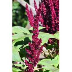 Red Amaranth - Amaranthus paniculatus - Unique Trailing Plant, Ideal for Cut Flowers - Fresh Seeds