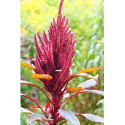 Red Amaranth - Amaranthus paniculatus - Unique Trailing Plant, Ideal for Cut Flowers - Fresh Seeds