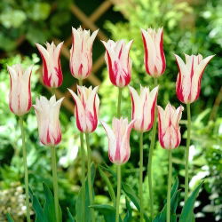 Tulipa Marilyn - Tulip Marilyn - 5 soğan