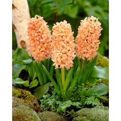 Hyacinthus Țiganul țiganilor - Țiganul tiganos din iacant - 3 bulbi