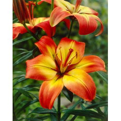 Lilium, Lily Linda - lukovica / gomolj / korijen - Lilium Asiatic Linda