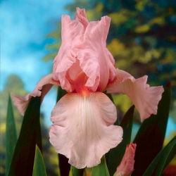 Iris germanica Pink - bebawang / umbi / akar