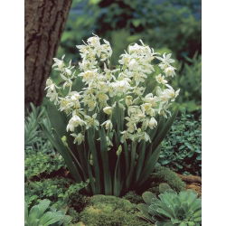 Scilla, Squill Siberica Alba - 10 květinové cibule - Scilla Siberica Alba