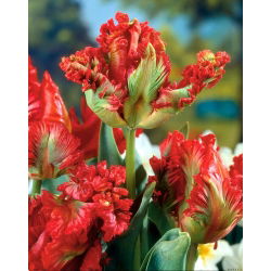 Tulipano Exotic Parrot - pacchetto di 5 pezzi - Tulipa Exotic Parrot