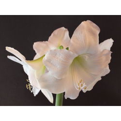 Hippeastrum Mont Blanc - ampul / yumru / kök