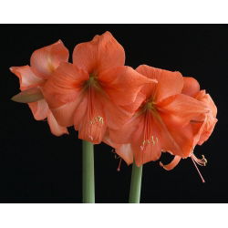 Hippeastrum Rilona - ampul / yumru / kök