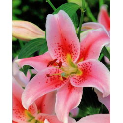 Pohon Lily Lilium Anastasia - bebawang / umbi / akar