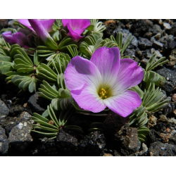 Oxalis Adenophylla - paketti 5 kpl