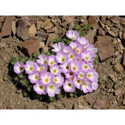 Oxalis Adenophylla - paketti 5 kpl