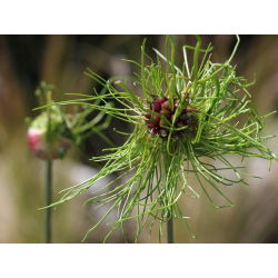 Aglio decorativo - Hair - pacchetto di 5 pezzi - Allium Hair