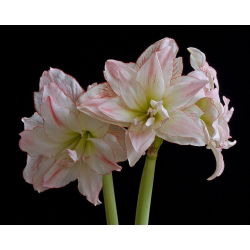 Hipeastrum Afrodit - Amarylis - Afrodit - ampul / yumru / kök - Hippeastrum