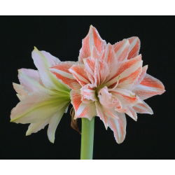 Hippeastrum Dans Kraliçesi - ampul / yumru / kök