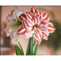 Hippeastrum Dans Kraliçesi - ampul / yumru / kök