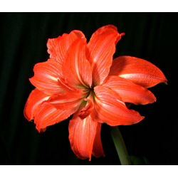Hippeastrum Lady Jane - ampul / yumru / kök