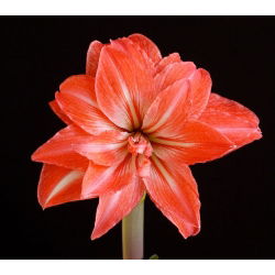 Hippeastrum Lady Jane - ampul / yumru / kök