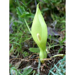 Arum Italicum - 5 bulbs