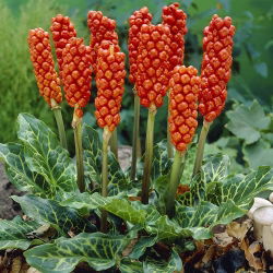 Arum Italicum - 5 bulbs