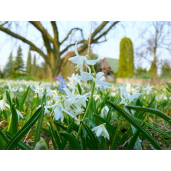 Scilla, Squill Siberica Alba - 10 květinové cibule - Scilla Siberica Alba