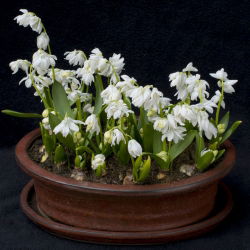 Scilla, Squill Siberica Alba - 10 květinové cibule - Scilla Siberica Alba