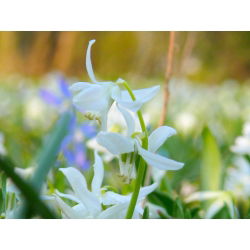 Scilla, Squill Siberica Alba - 10 květinové cibule - Scilla Siberica Alba