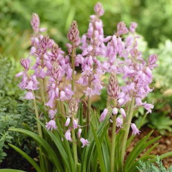 Scilla, Squill Pink - 10 květinové cibule - Scilla Siberica 
