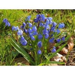 Scilla, Squill Siberica - 10 květinové cibule - Scilla siberica