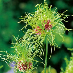 Aglio decorativo - Hair - pacchetto di 5 pezzi - Allium Hair